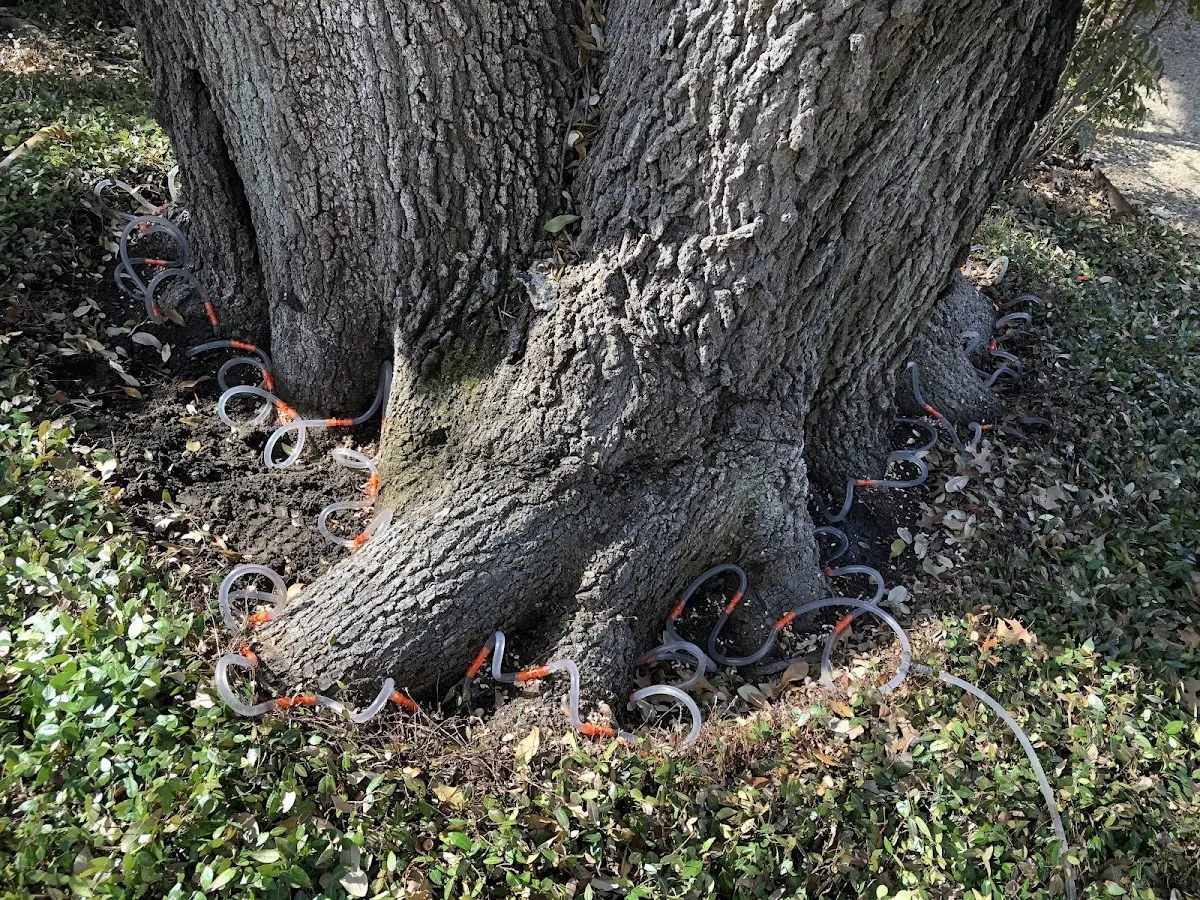 Detailed Tree Cabling and Bracing job site in Saint Elmo