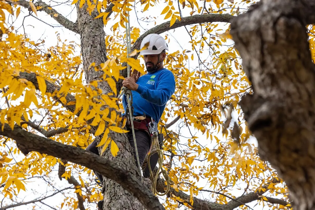 Skilled Tree Transplanting crew working in Saint Elmo